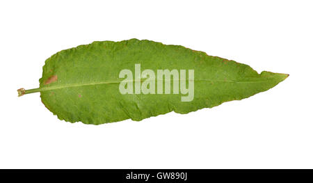 Clustered Dock - Rumex conglomeratus Stockfoto