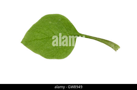 Gemeinsamen Vogelmiere - Stellaria media Stockfoto