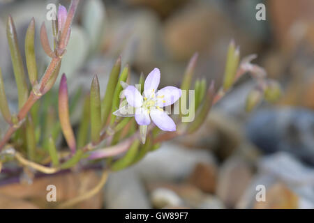 Mehr Meer-Spörgel - Spergularia media Stockfoto