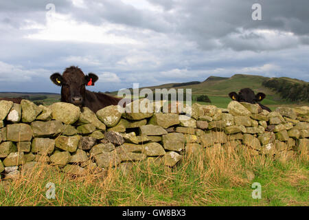 Neugierige Kühe zu sehen, im Laufe der Hadrianswall, in der Nähe von Aesica (große Chesters) Roman Fort Stockfoto