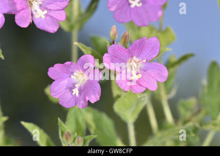 Großen Weidenröschen - Epilobium hirsutum Stockfoto