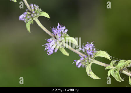 Minze - Mentha pulegium Stockfoto