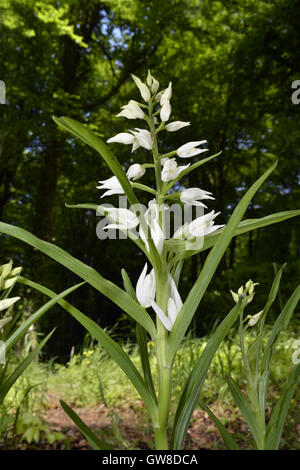 Schwert-leaved Helleborine - Cephalanthera longifolia Stockfoto