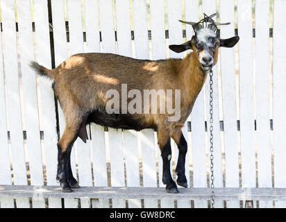 Braune Ziege auf einem weißen Holzzaun in der Republik Moldau Stockfoto