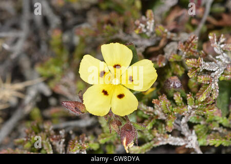 Gefleckte Rock-Rose - Tuberaria guttata Stockfoto