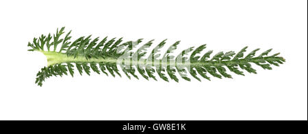 Schafgarbe - Achillea millefolium Stockfoto