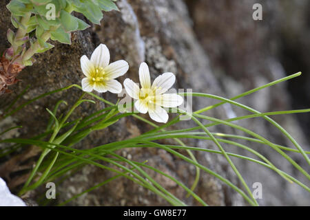 Snowdon Lilie - Gagea serotina Stockfoto