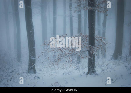 Winter im Wald mit Schnee und Nebel Stockfoto