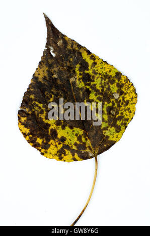 Herbst-Blatt auf weißem Papierhintergrund Stockfoto