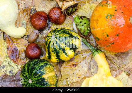 Zusammensetzung der Pflanzen mit Blättern und Kastanien fallen Stockfoto