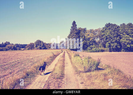 Vintage getönten Foto von einem schwarzen Hund auf einem Feldweg, Wald in Ferne ausgeführt. Stockfoto