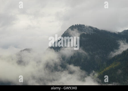 Nebligen Wald am Berghang von Nebel und Wolken bedeckt Stockfoto