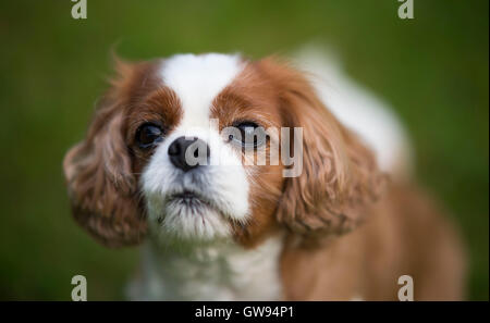 King Charles cavalier Spaniel Hund mit Grün aus Fokus Hintergrund. Stockfoto