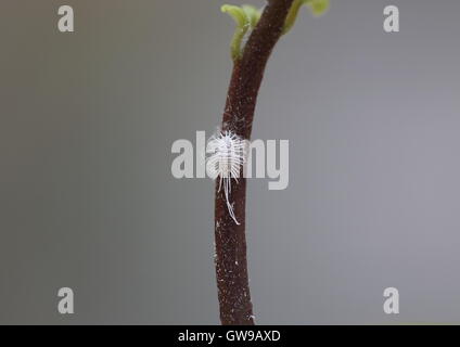 Einzelne mealy Bug auf dem Halm einer Avocado Pflanze. Stockfoto