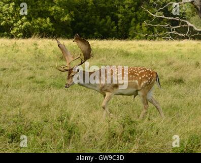 Damwild Stockfoto
