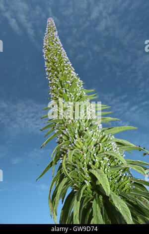 Riesen Viper-Bugloss - Echium pininana Stockfoto