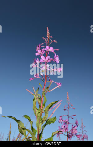 Rosebay Weidenröschen - Chamerion angustifolium Stockfoto