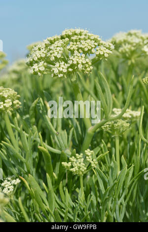 Meerfenchel - Crithmum maritimum Stockfoto