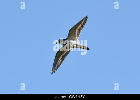 Killdeer - Charadrius vociferus Stockfoto