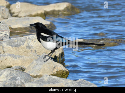 Schwarz-billed Magpie - Pica hudsonia Stockfoto