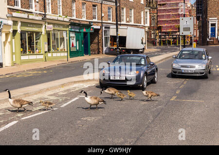 Verkehr hält es für eine Familie von Kanadagänse im Tower Street in der Stadt von York, Yorkshire, England, UK. Stockfoto