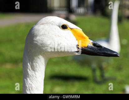 Eine Nahaufnahme des Kopfes einen Singschwan (Cygnus Cygnus) an Slimbridge Wetland Centre Gloustershire England UK Stockfoto