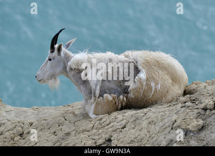 Bergziege - Oreamnos americanus Stockfoto