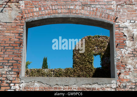 Aus rotem Backstein zerstörten Fenster, Efeu bedeckt Wand hinter. Stockfoto