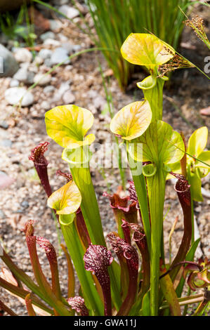 Tropischen Kannenpflanzen Nepenthes. Stockfoto