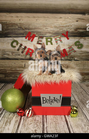 Yorkie Welpen auf Weihnachten Themen Hintergrund Stockfoto