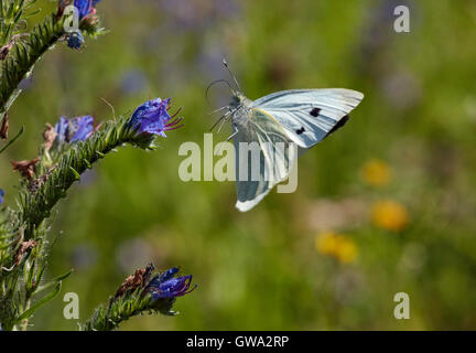 Großer weißer Schmetterling von Viper's Bugloss Blume. Stockfoto