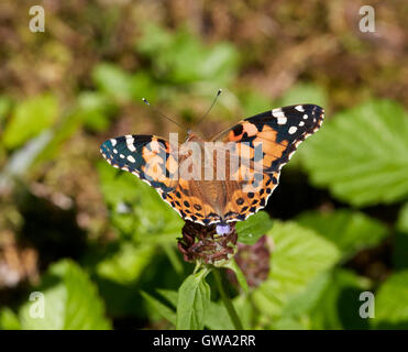 Distelfalter Schmetterling auf selfheal Blume. Stockfoto