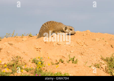 Erdmännchen (Suricata Suricatta) in seiner Höhle, Desert of South Africa Stockfoto