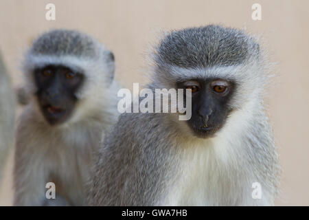 Vervet Affe (Chlorocebus Pygerythrus) Juvenile und weiblich, Orange River - Südafrika Stockfoto