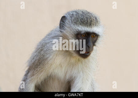 Meerkatze (chlorocebus pygerythrus) Jugendkriminalität, der Orange River - Südafrika Stockfoto