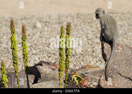 Meerkatze (chlorocebus pygerythrus) Jugendkriminalität, der Orange River - Südafrika Stockfoto