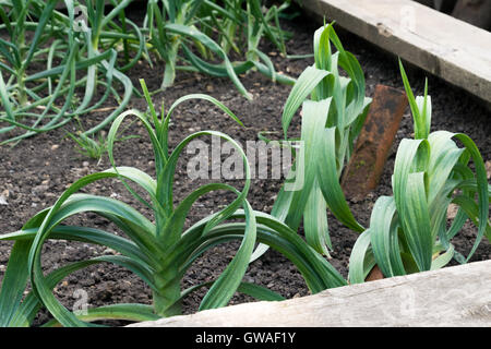 Lauch in Garten im Beamish Museum wächst Stockfoto