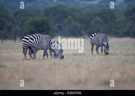 Zebras im Regen am Ol Pajeta Konservatorium in Kenia Afrika Stockfoto