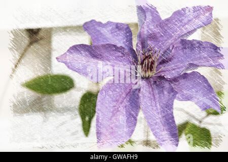 Nahaufnahme von lila Clematis blühen an ein Spalier Stockfoto