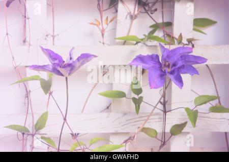 Lila Clematis Blumen wachsen auf einem Gitter Stockfoto