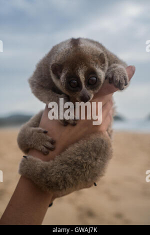 Slow Loris Affe am Strand auf Frau hand Stockfoto