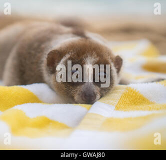 Slow Loris Affe am Strand ausruhen auf dem Handtuch Stockfoto