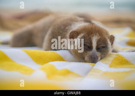 Slow Loris Affe am Strand ausruhen auf dem Handtuch Stockfoto