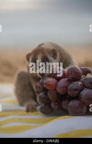 Slow Loris Affe am Strand essen Trauben Stockfoto