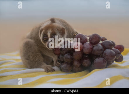 Slow Loris Affe am Strand essen Trauben Stockfoto