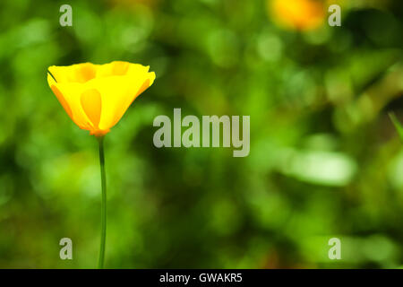 Blume - yellow California Mohn (Eschscholzia Californica, Kalifornien Goldenpoppy, golden Poppy Tasse Gold) wächst im Garten Stockfoto