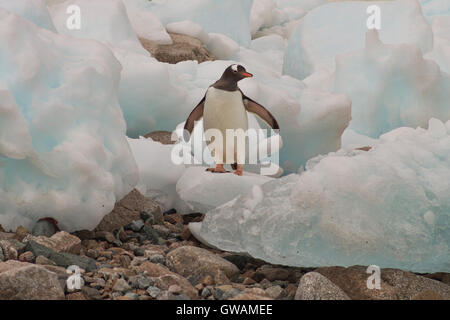 Ein Gentoo Penguin Erhebungen der globalen Erwärmung in der Antarktis Stockfoto