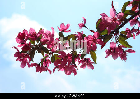 Ein Zweig der blühenden rosa Holzapfel Baum Blumen (Malus SP.) gegen den Himmel im Frühjahr Stockfoto