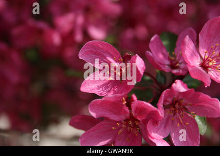 Eine Nahaufnahme von blühenden Blumen der rosa Holzapfel (Malus SP.) im Frühjahr Stockfoto