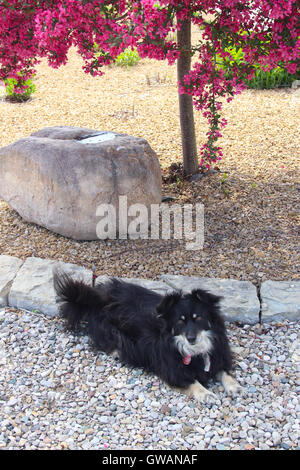 Ein schwarzer Hund (Papillon Mix) Verlegung in den Schatten eines blühenden Baumes Zierapfel (Malus sp.) BHZ Stockfoto